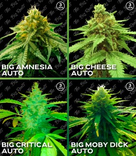 MIX ROOTS AUTO