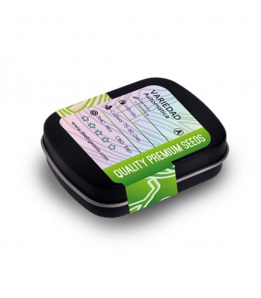 THE BIG ROOTS SOUR DIESEL AUTO